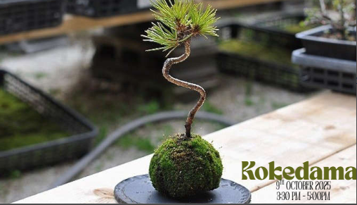 DIY Kokedama