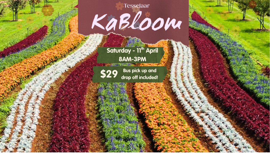 Tesselar Tulip Festival